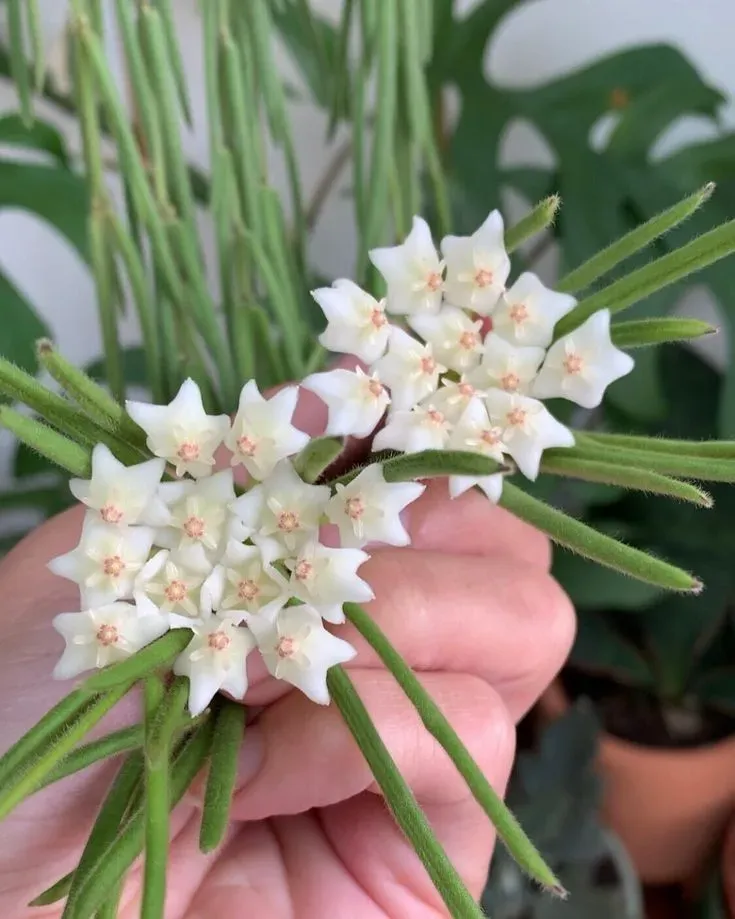Plant and Stories Hoya Linearis pot 9 cm velouté