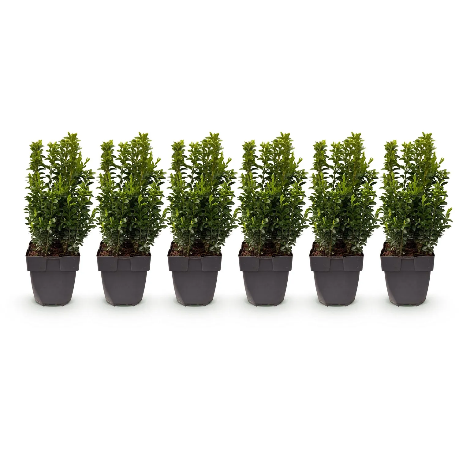 Plant and Stories Buis Buxus Sempervirens haie lot 6 persistante