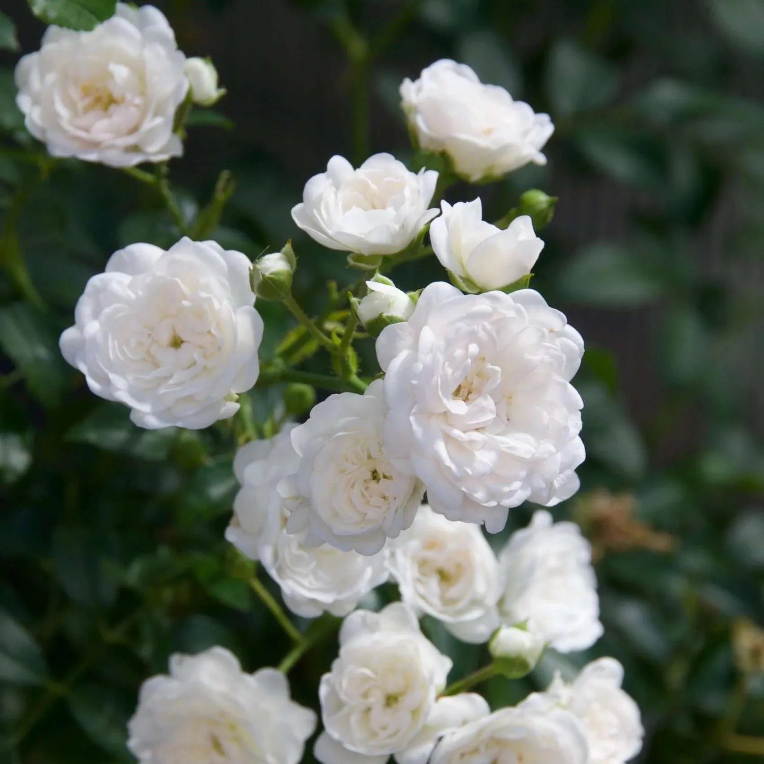 Plant and Stories White Fairy rosier blanc parfumé 1 plant