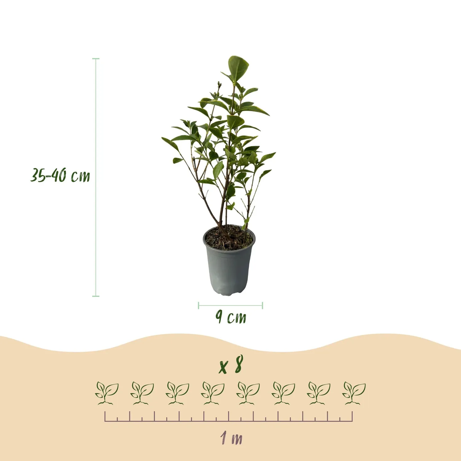Plant and Stories Aureum troène doré 8 plants pot 9 cm