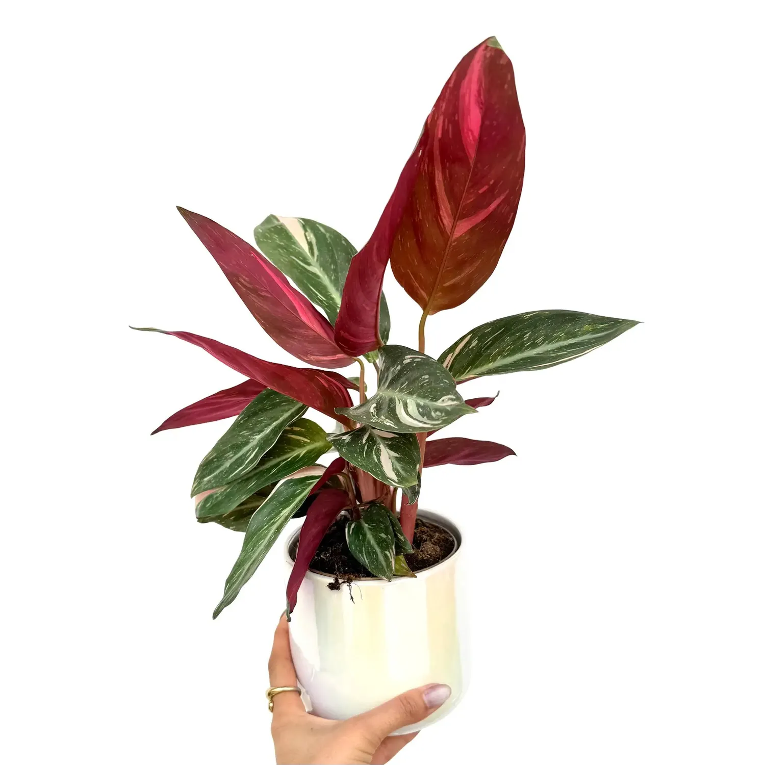 Plant and Stories Triostar stromanthe pot 11cm tricolore