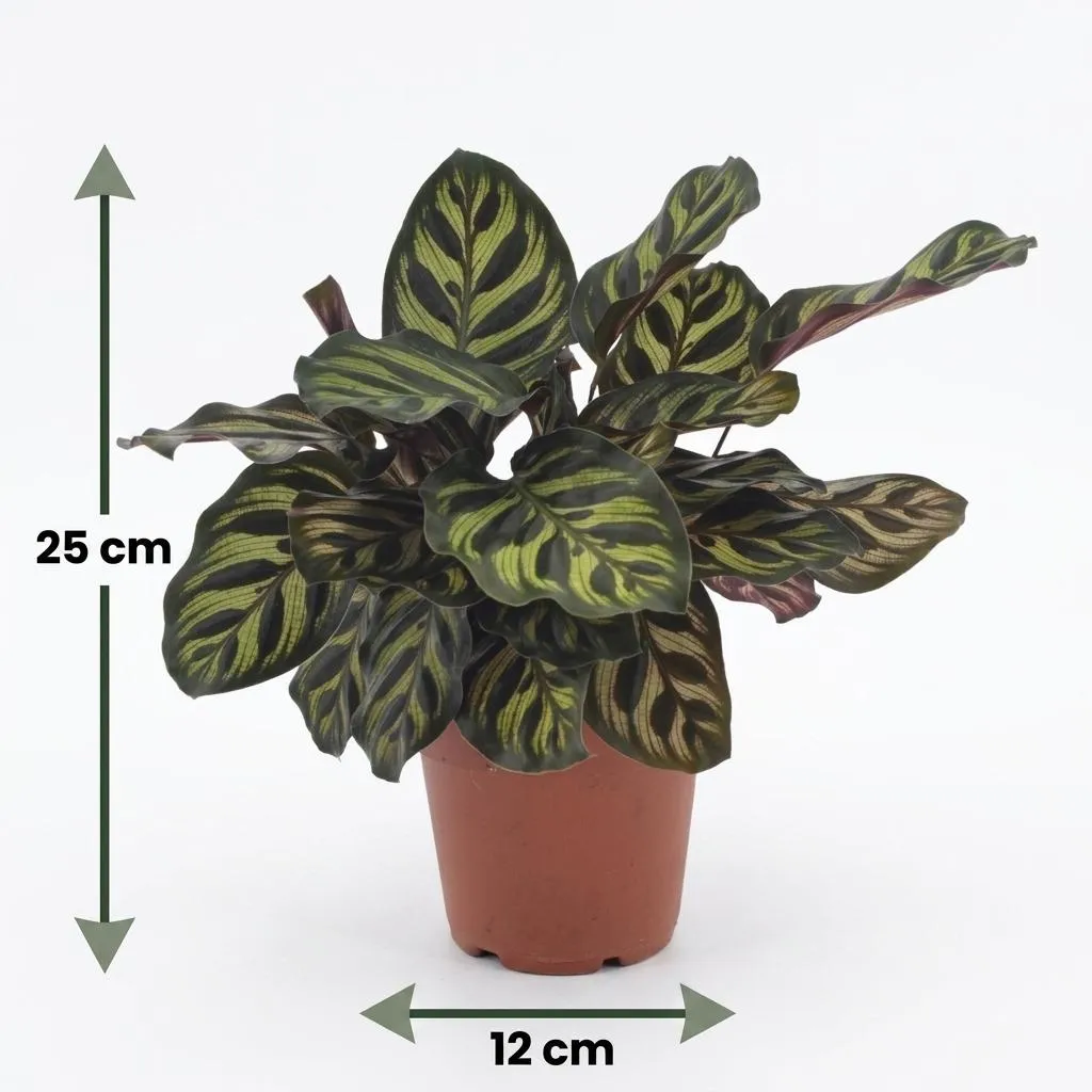 Plant and Stories Calathea Makoyana Plante Paon Pot 12cm