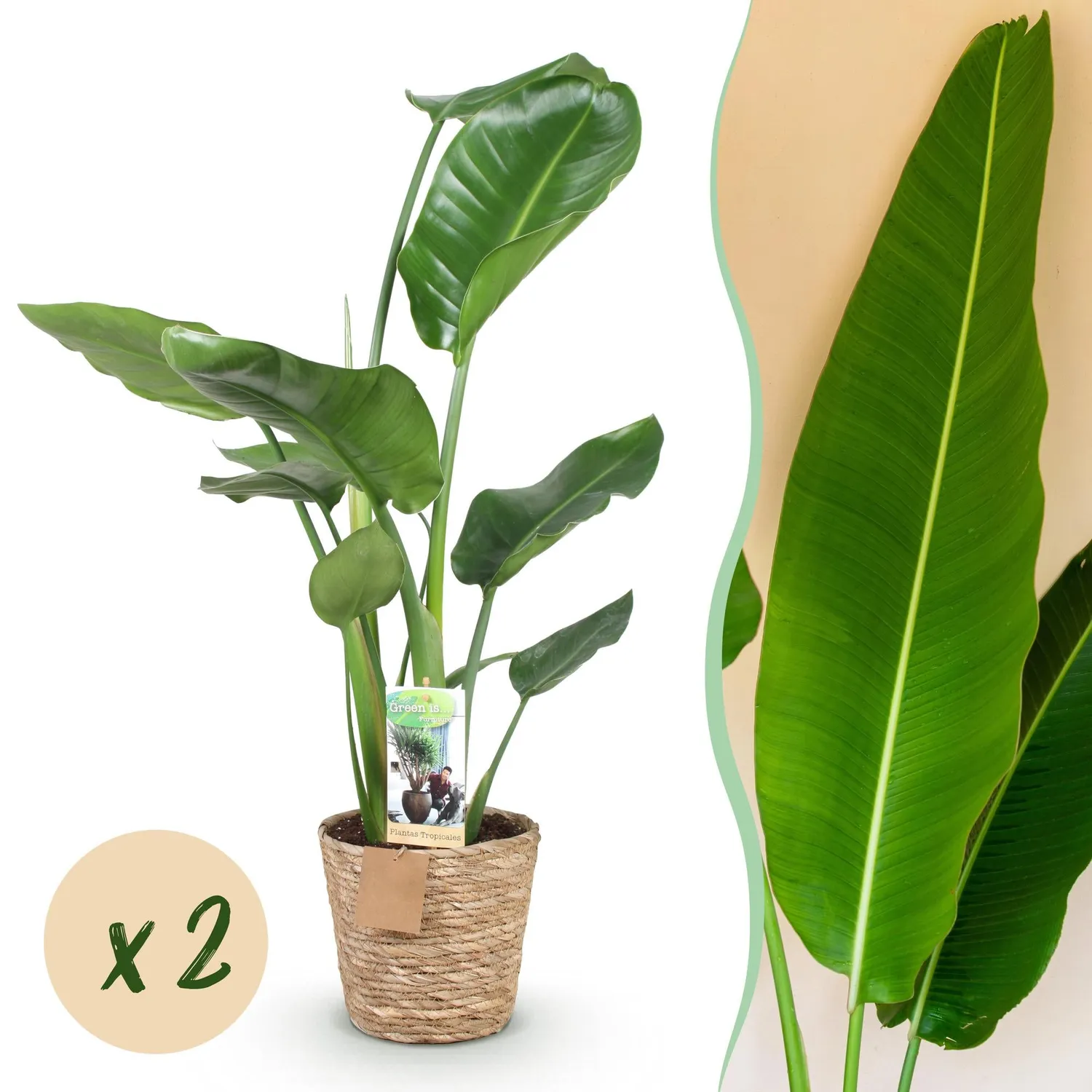 Plant and Stories Nicolai strelitzia lot 2 pots 17 cm 70-90 cm