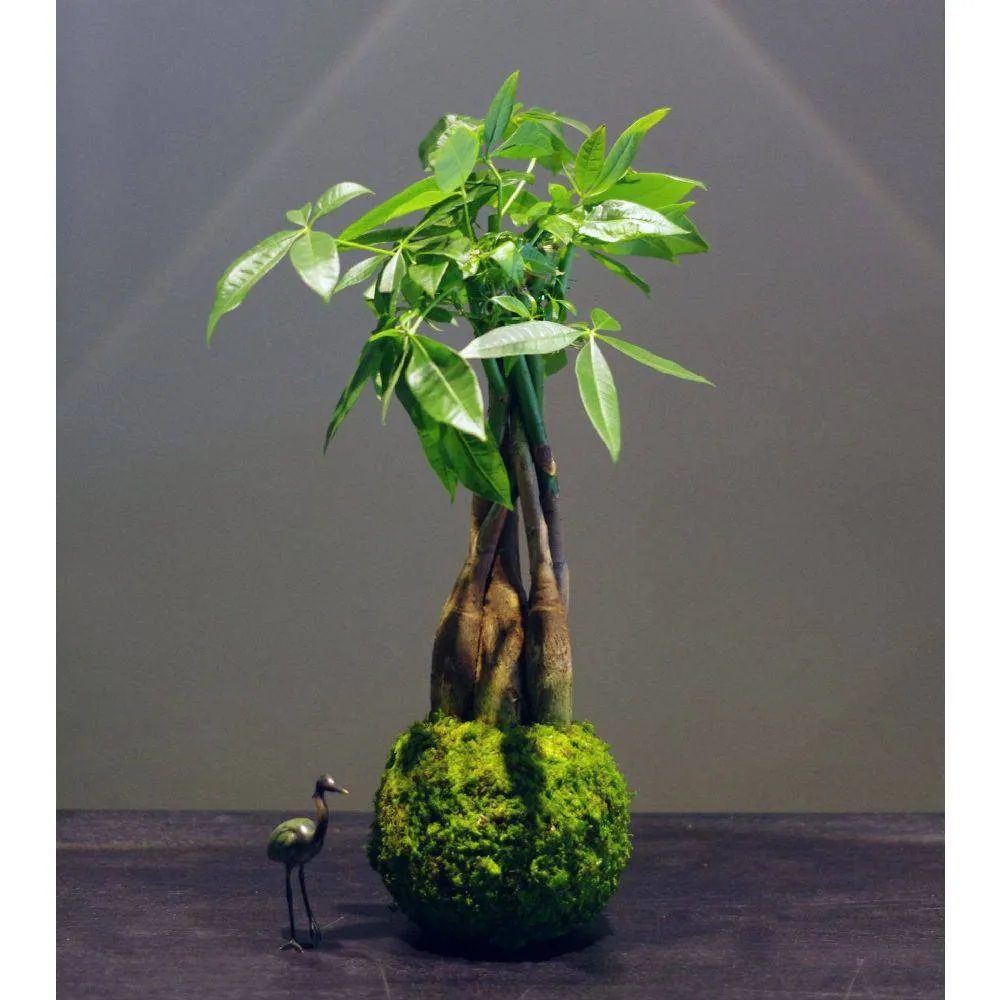 AQUAPHYTE Katsura Ni kokedama pachira tressé