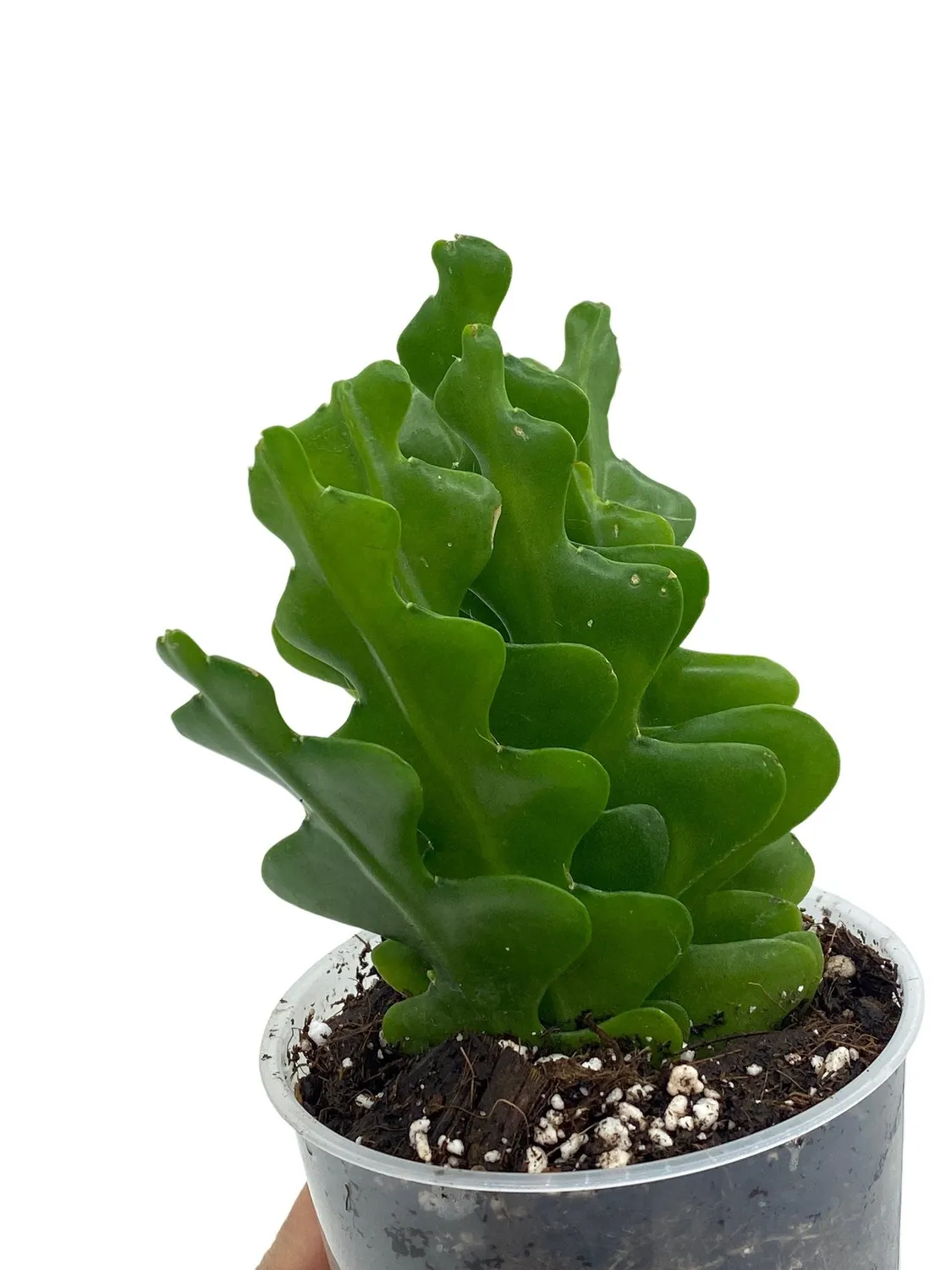 PLANT AND STORIES Epiphyllum Anguliger cactus pot 9 cm retombant