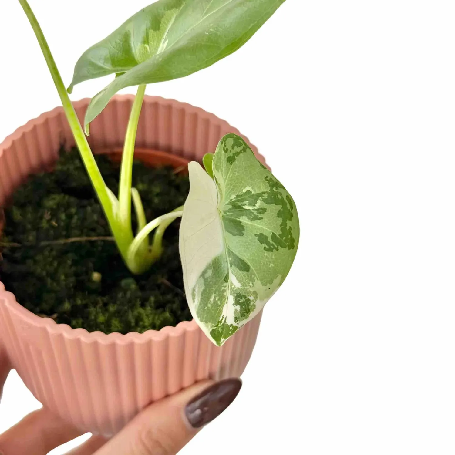 Plant and Stories Alocasia Macrorrhiza variegata plante pot 9cm