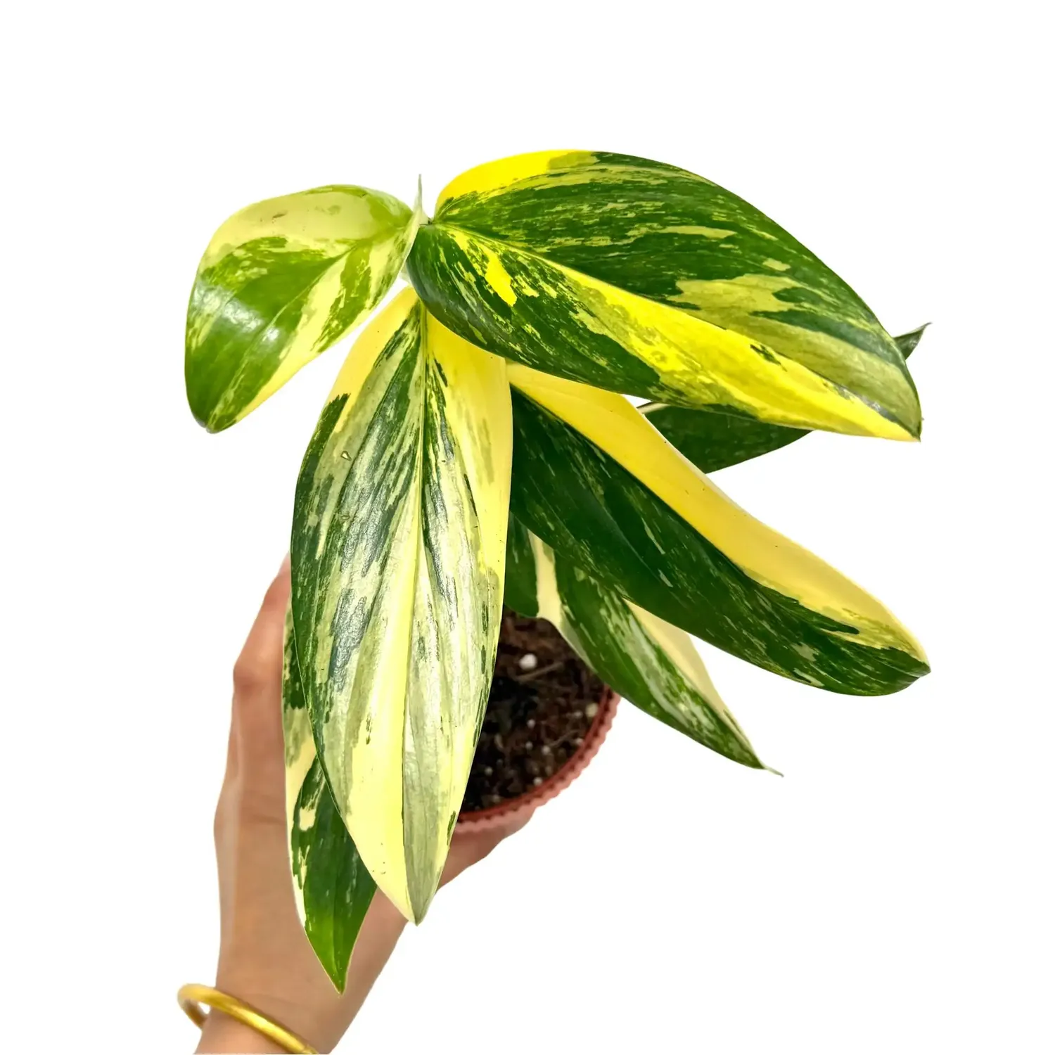 Plant and Stories Standleyana Variegata monstera pot 9 cm rare