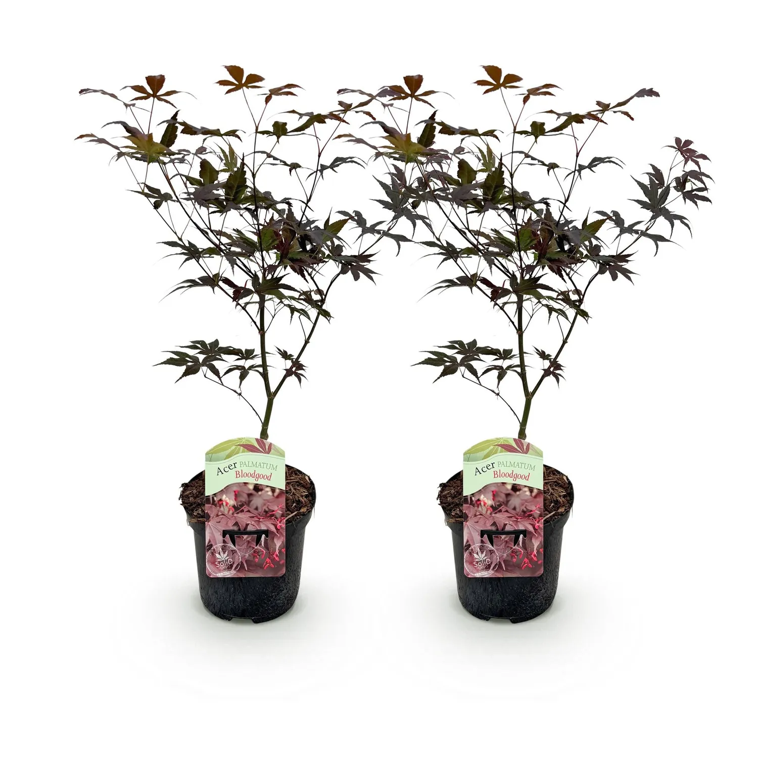 Plant and Stories Bloodgood érable du Japon 70 cm pot 19 cm rouge