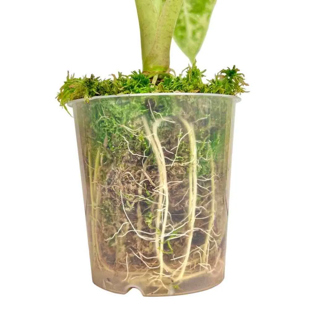 Plant and Stories Plant Addict sphaigne vivante 3 sachets naturel