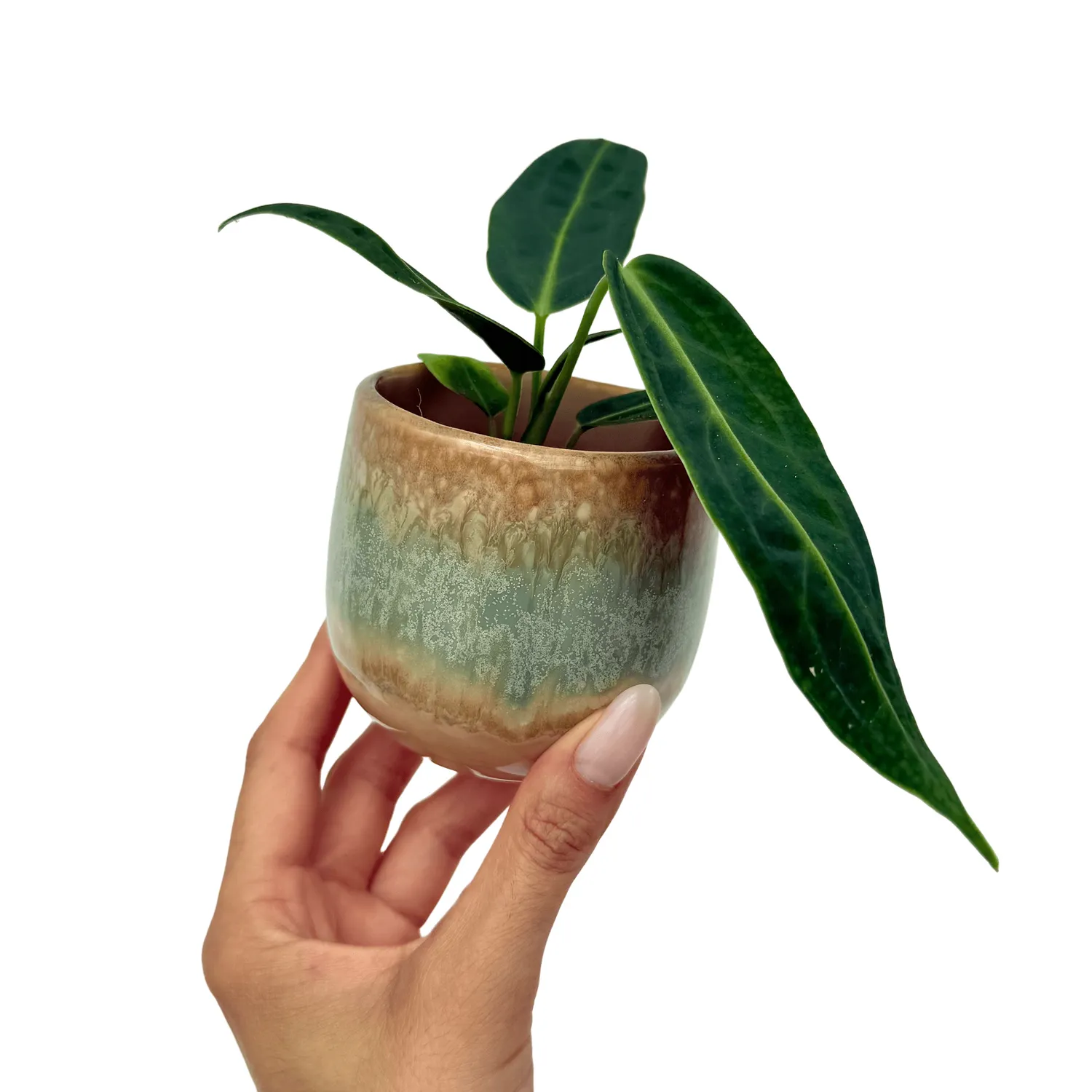 Plant and Stories Blue Lagoon cache-pot céramique 6 cm bleu