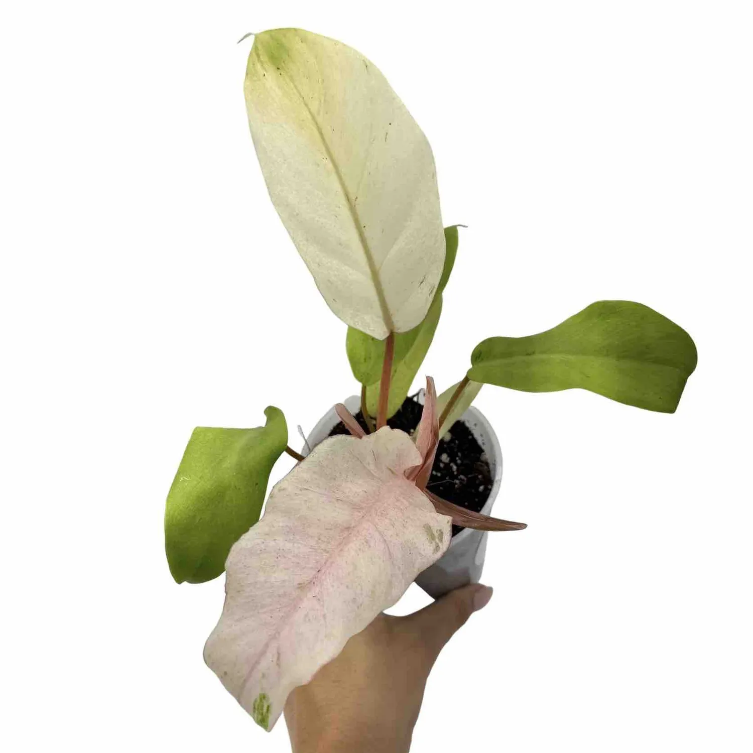 Plant and Stories Snowdrift philodendron plante pot 6 cm marbré