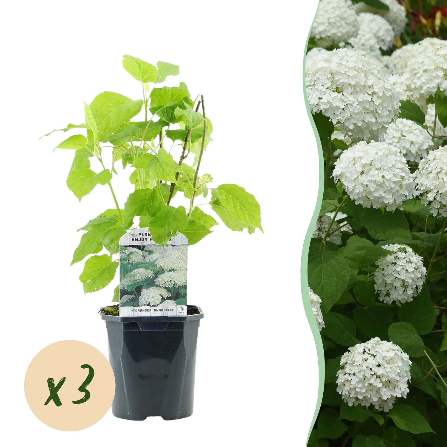 Plant and Stories Hortensia Annabelle arbuste pot 17 cm blanc
