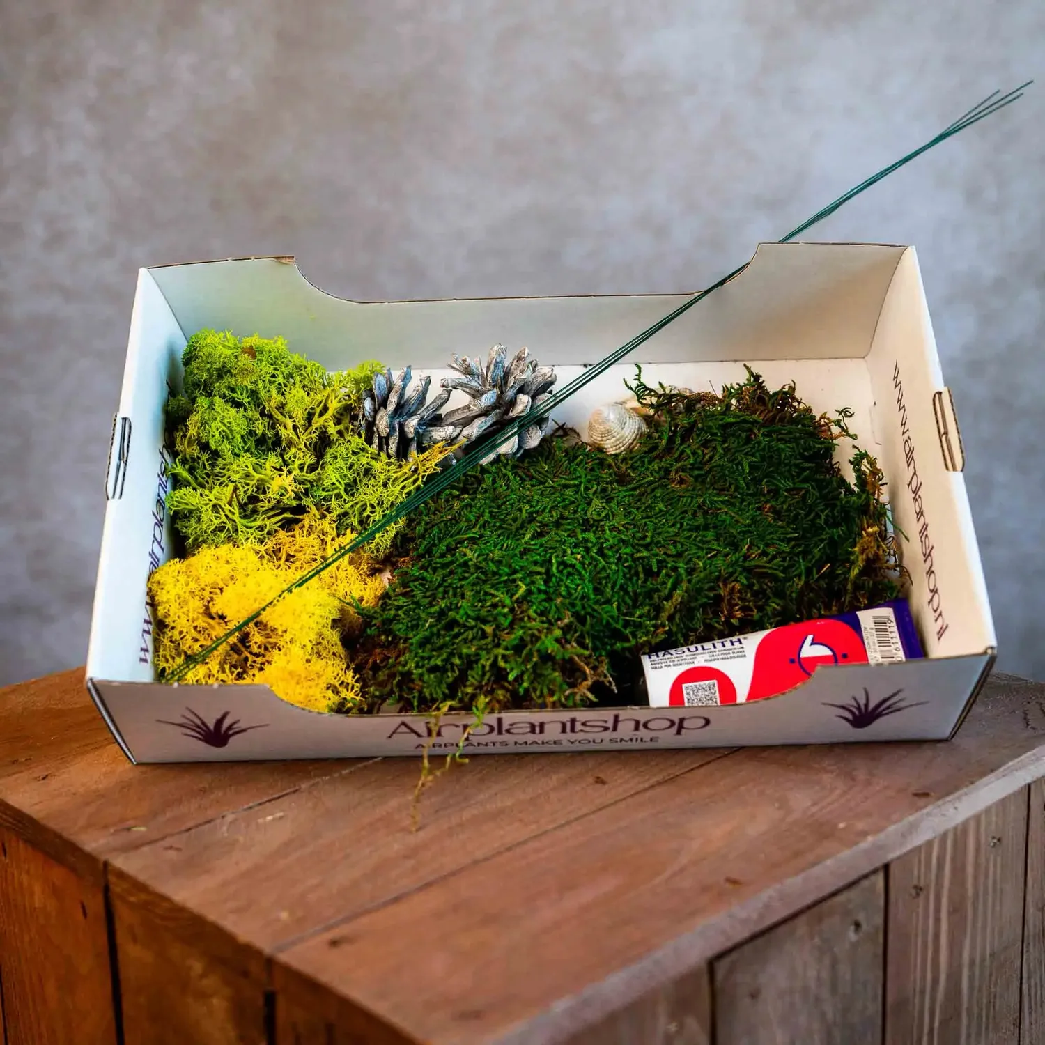 Airplantshop souche DIY kit plantes aériennes 40 cm déco