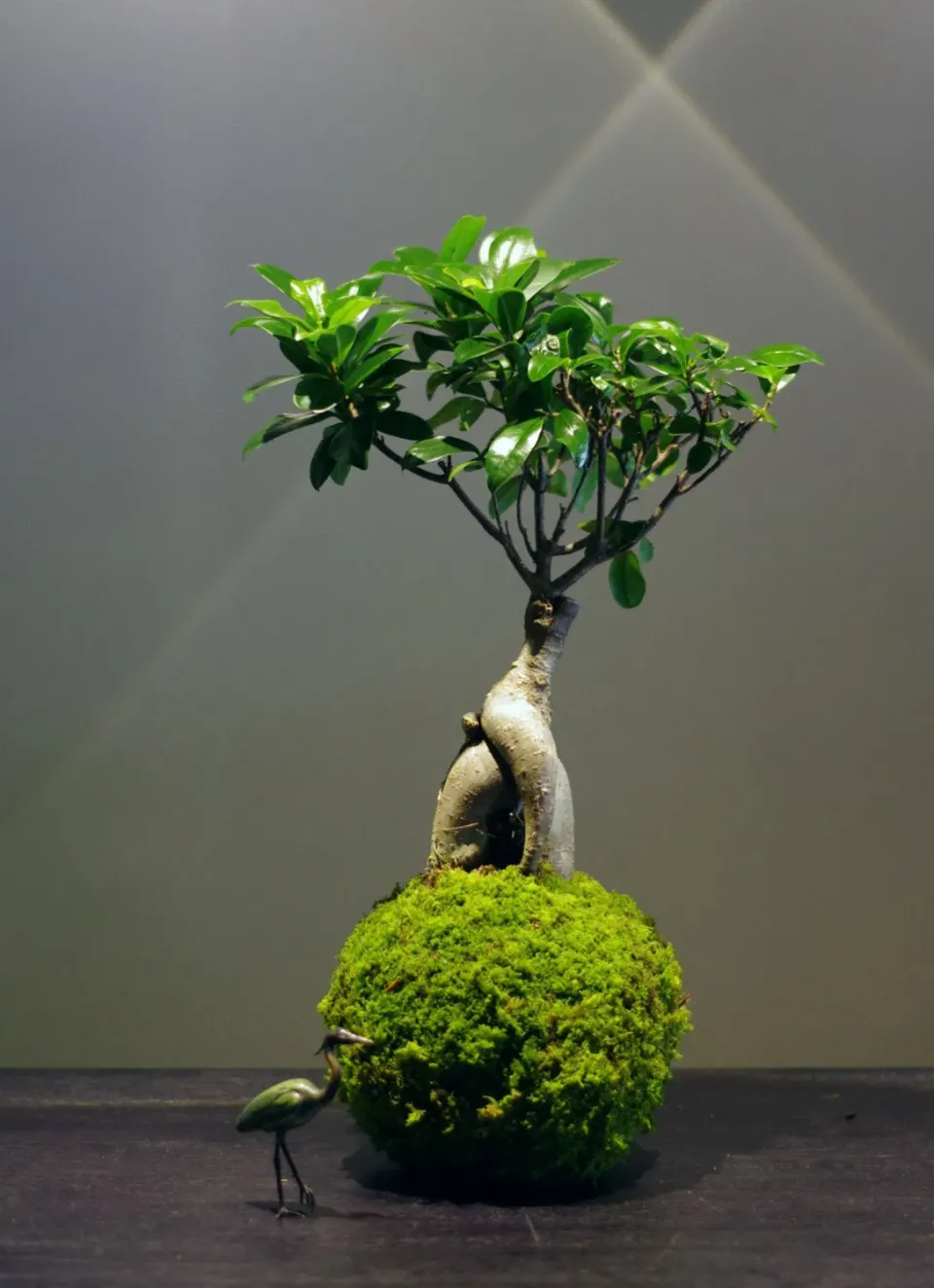 Aquaphyte Kokedama Daitokuji Go ficus ginseng 19 cm