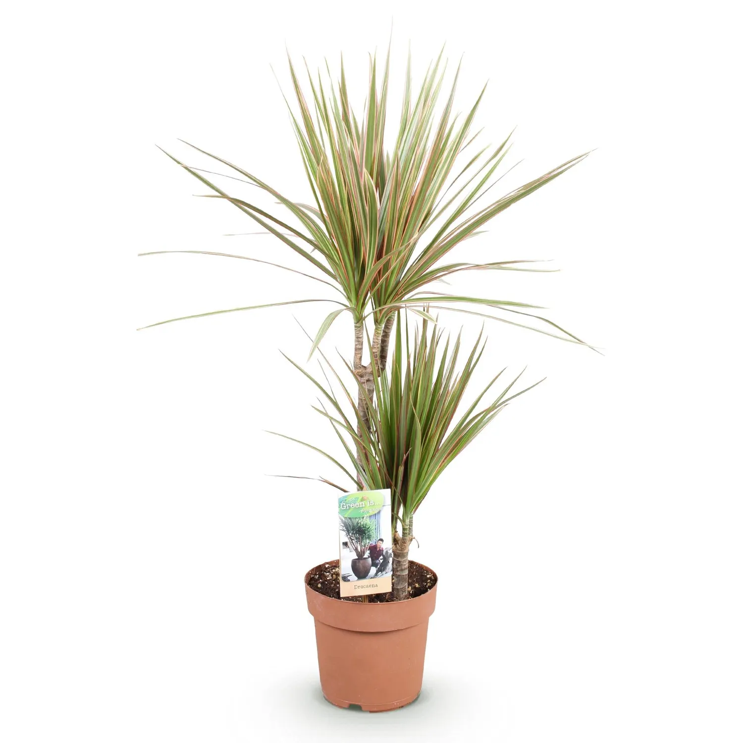 Plant and Stories dracaena Marginata Bicolor plante lot 2