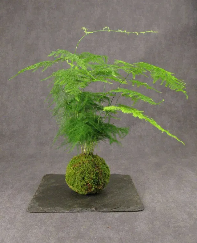 AQUAPHYTE Bassin du Congo kokedama San asparagus plumeux