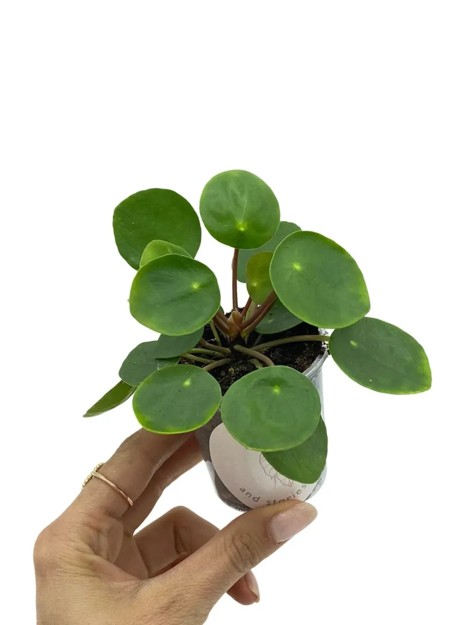 Plant and Stories Pilea Peperomioides plante pot 6 cm