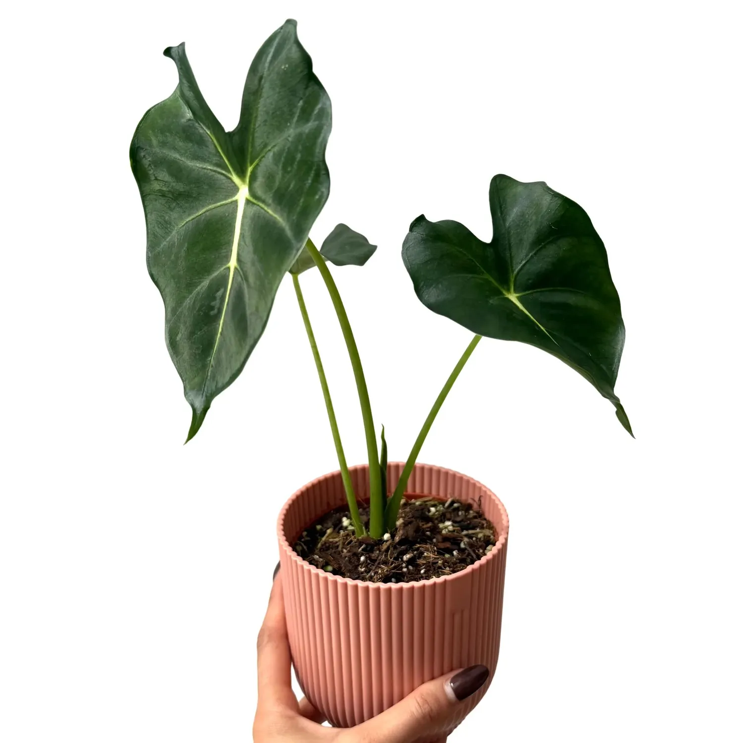 Plant and Stories Alocasia Micholitziana plante pot 10,5 cm velours
