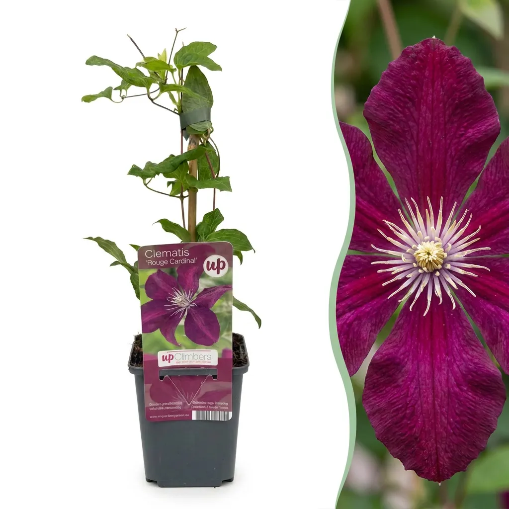 Plant and Stories Rouge Cardinal clématite 1 plant fleurs rouges