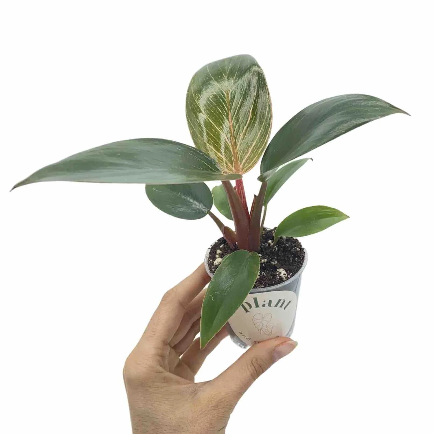 Plant and Stories Philodendron Pink Birkin plante pot 6 cm rayée