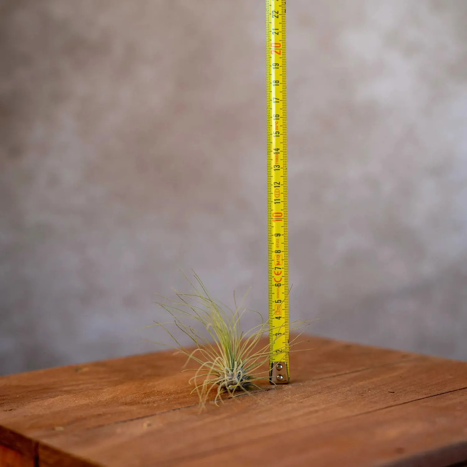 Airplantshop Tillandsia Argentea mini plante aérienne