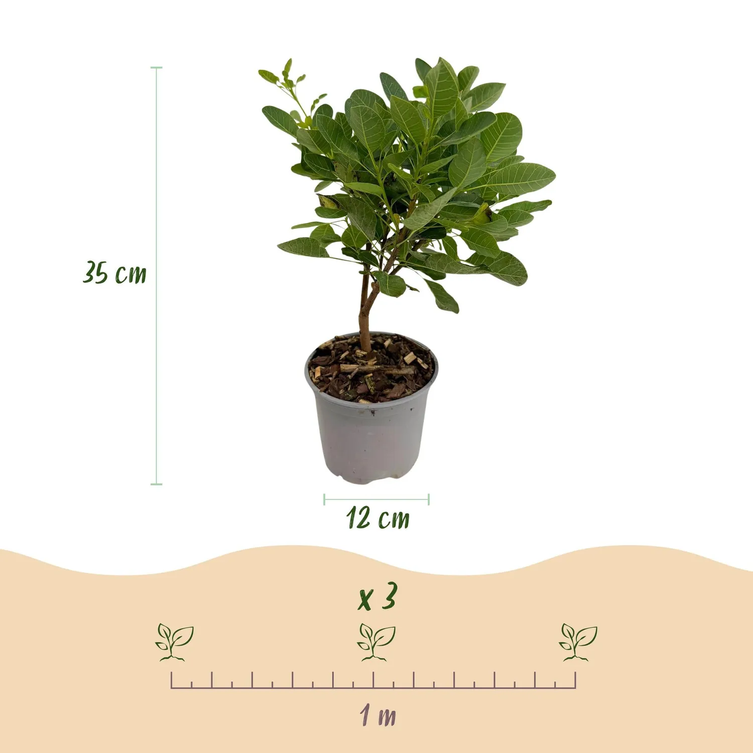 Plant and Stories Young Lady arbre perruque rose 1 plant
