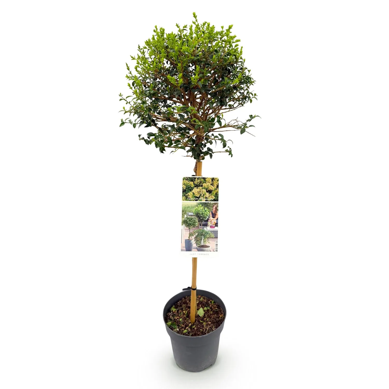 Plant and Stories Troène arbuste sur tige pot 19 cm 90 cm