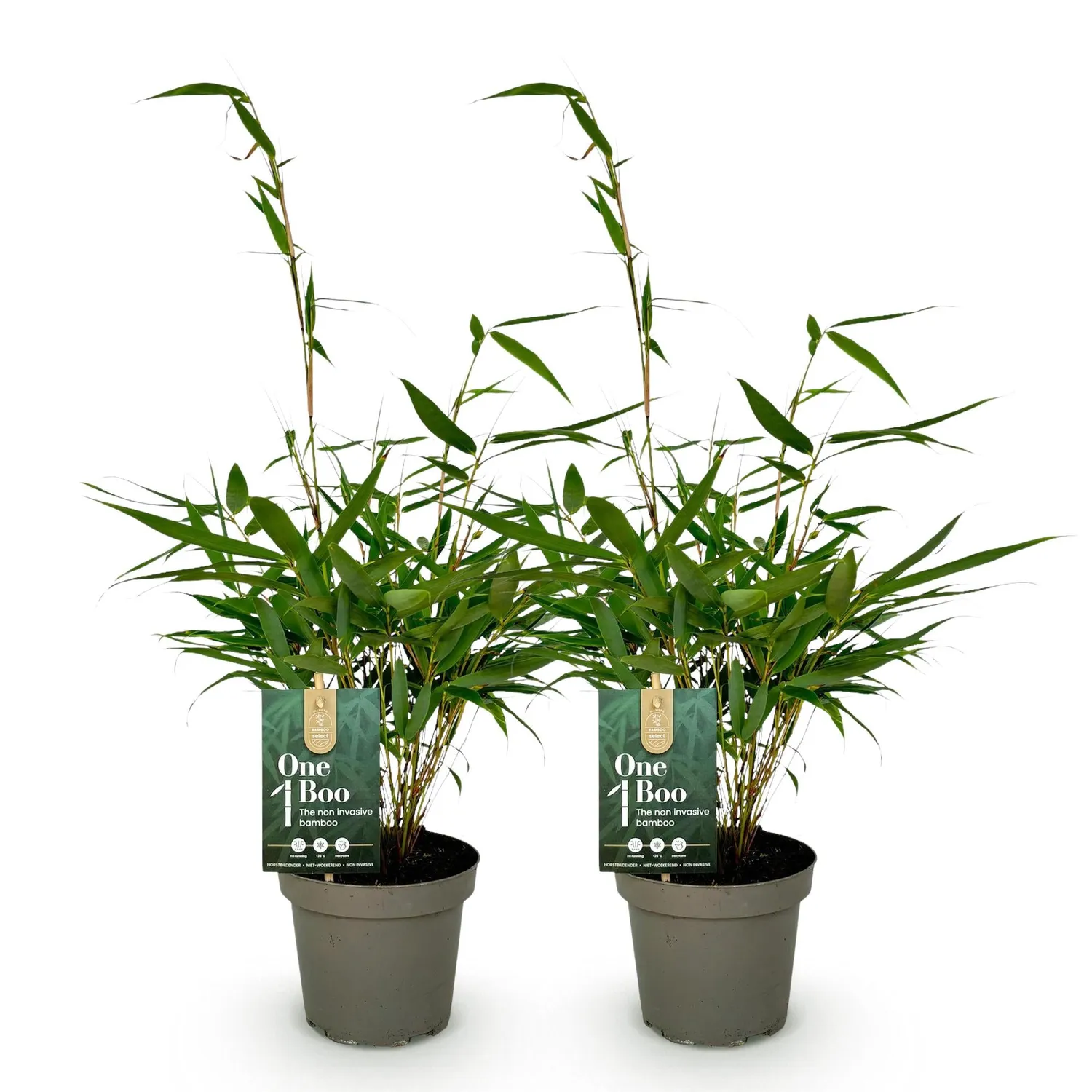 Plant and Stories Fargesia Pingwu bambou pot 14cm 2 plants