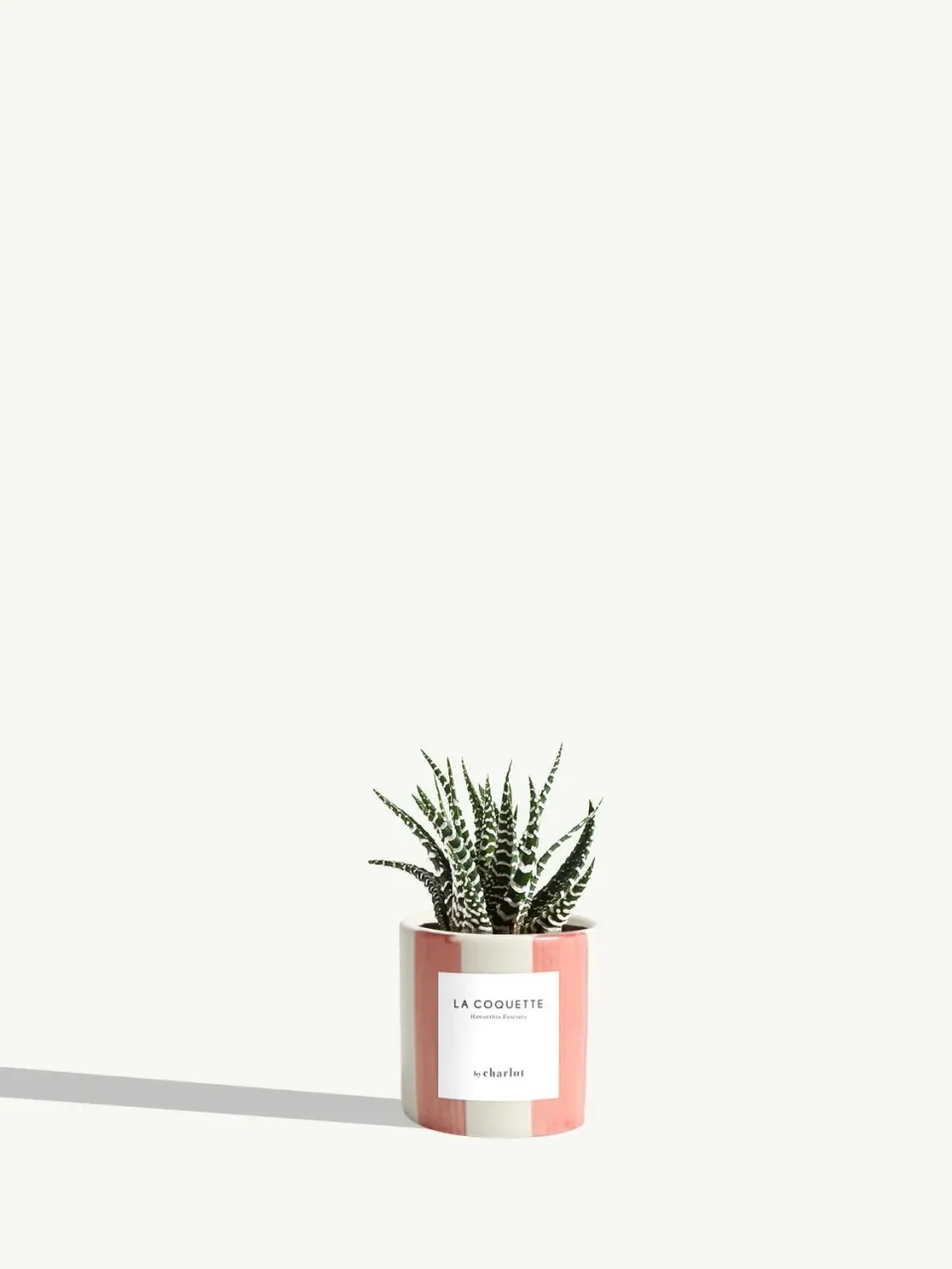 By Charlot La Coquette mini plante haworthia pot 6 cm