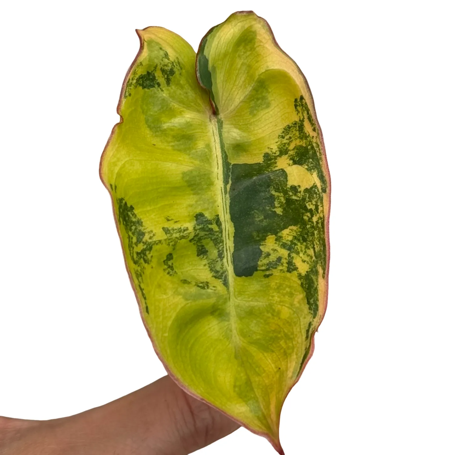 Plant and Stories Philodendron Billietiae Variegata plante pot 8cm panachée