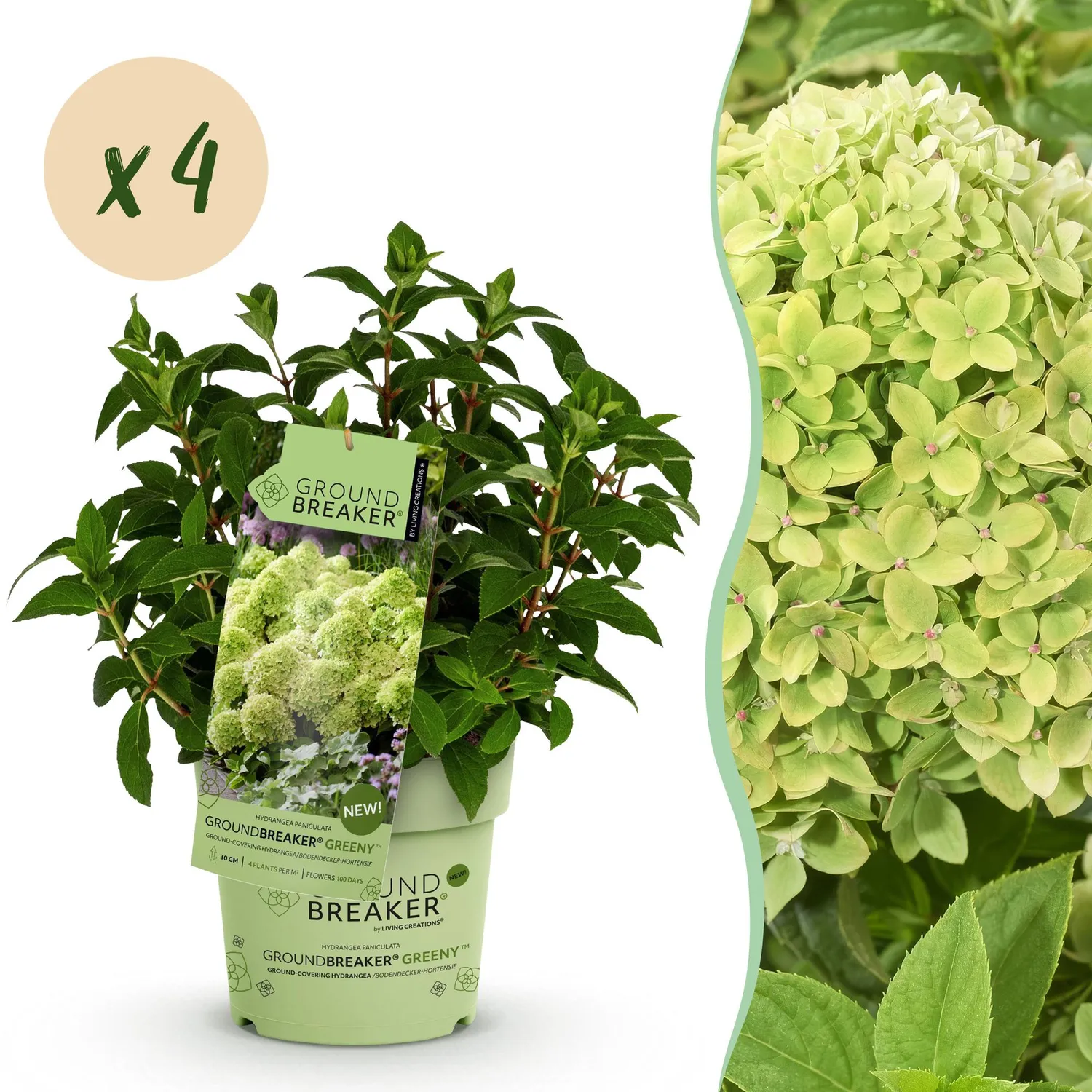 Plant and Stories Hortensia Greeny arbuste pot 14 cm rustique