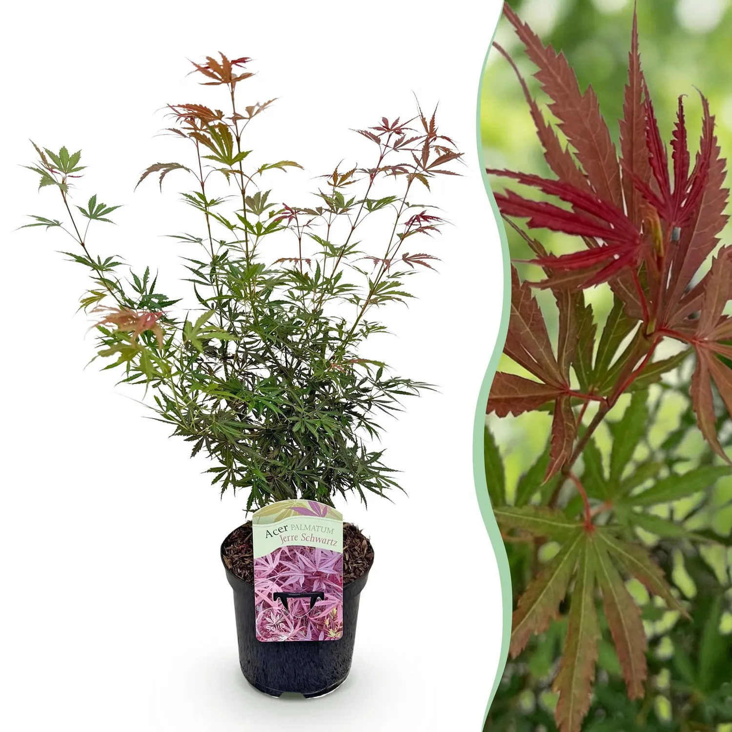 Plant and Stories Érable Japon Jerre Schwartz 70cm pot 19cm 1 plant