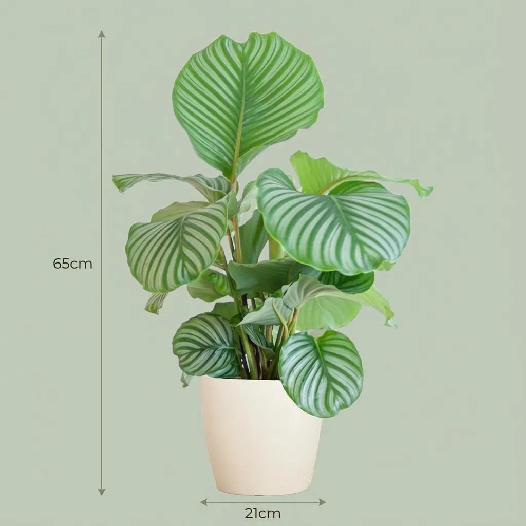 Plant and Stories Calathea Orbifolia 21 cm 60-70 cm