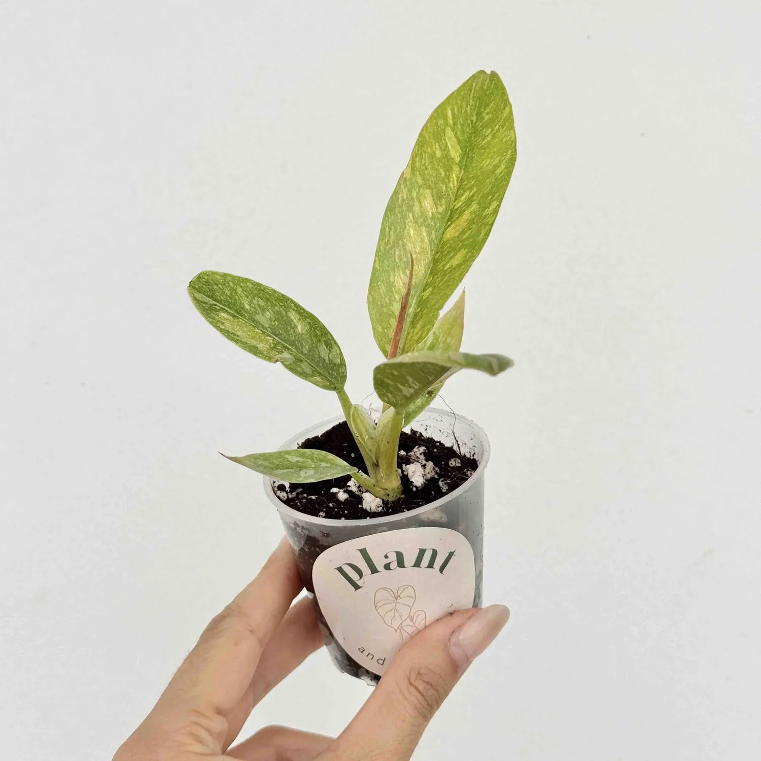 Plant and Stories Philodendron Ring of Fire plante pot 6 cm