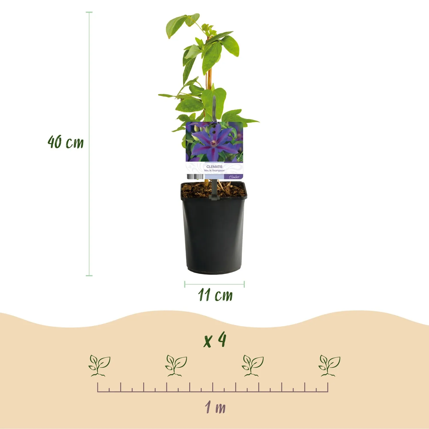 Plant and Stories Mrs N Thompson clematite grimpante 2 plants violet