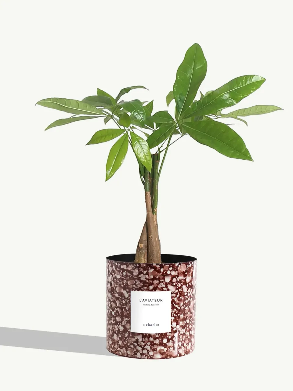 By Charlot L'Aviateur plante anthurium clarinervium 14 cm