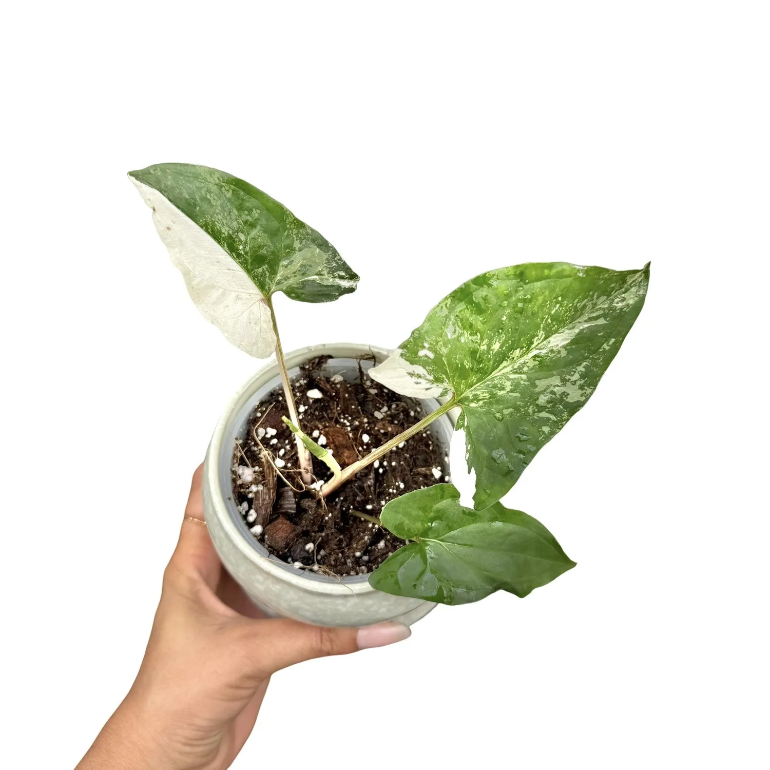 Plant and Stories Syngonium Albo Variegata plante d’intérieur pot 6 cm blanc