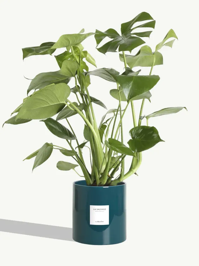 By Charlot La Sauvage plante très grande pot Maldive
