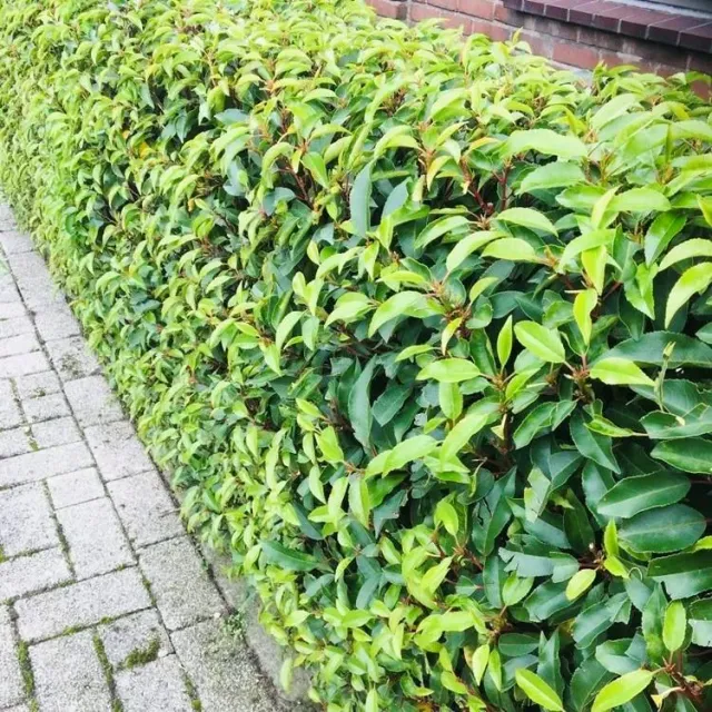 Plant and Stories Laurier Portugal Angustifolia haie lot 6 plants pot 17cm