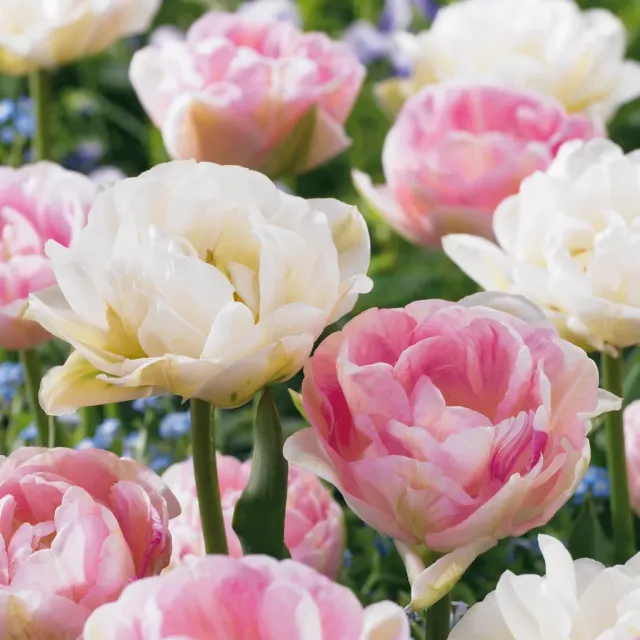 PLANT AND STORIES Tulipe Double Sensation bulbes 24 bulbes double