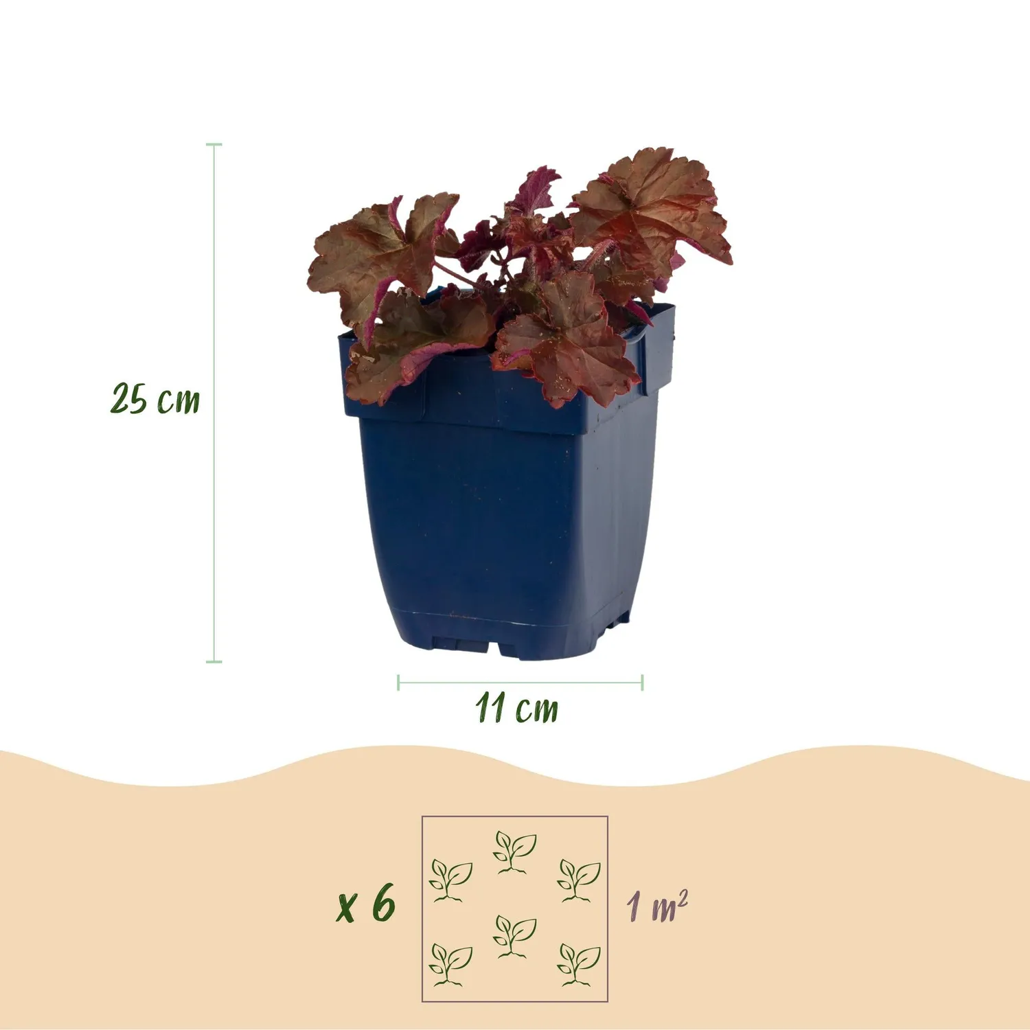 Plant and Stories Heuchère Palace Purple vivace pot 11 cm 1 plant