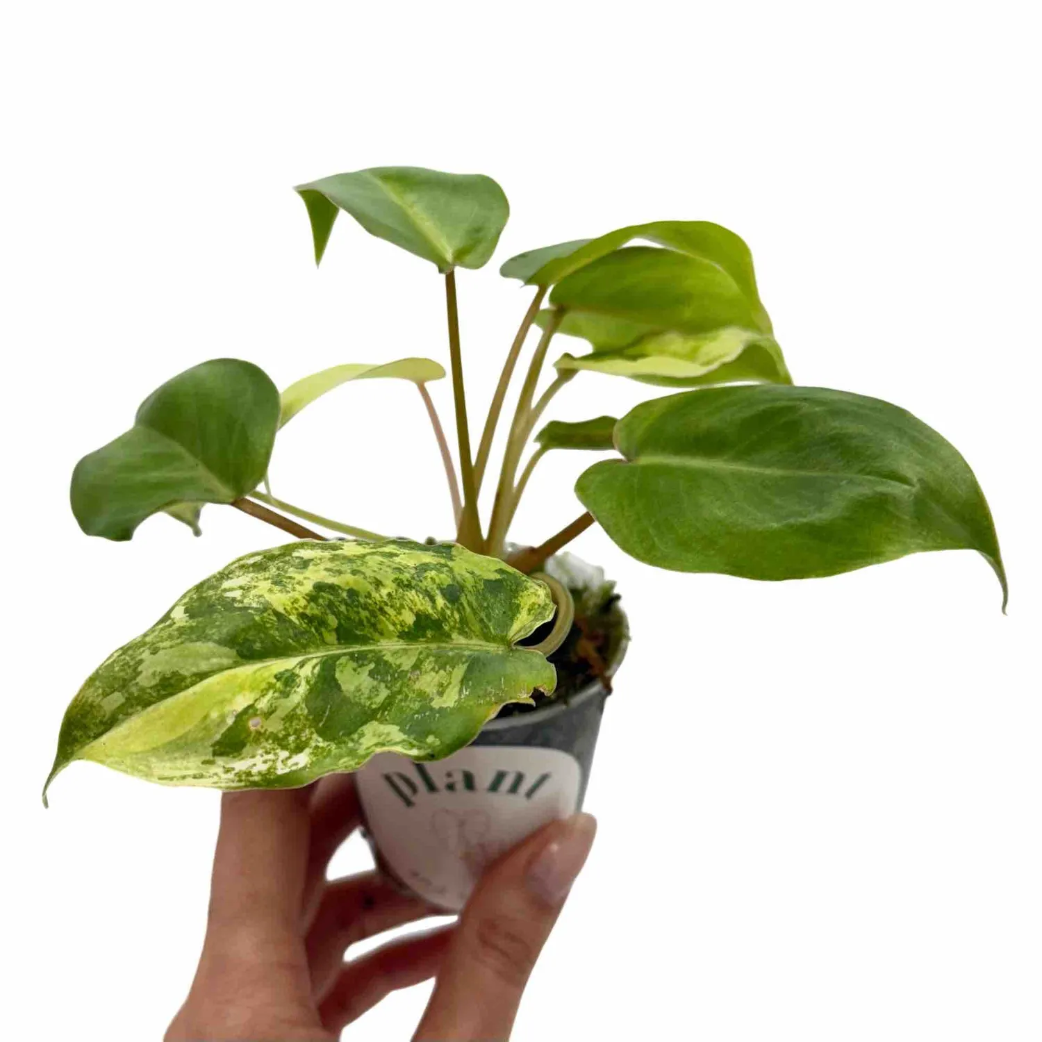 Plant and Stories Burle Marx philodendron panaché 6 cm crème