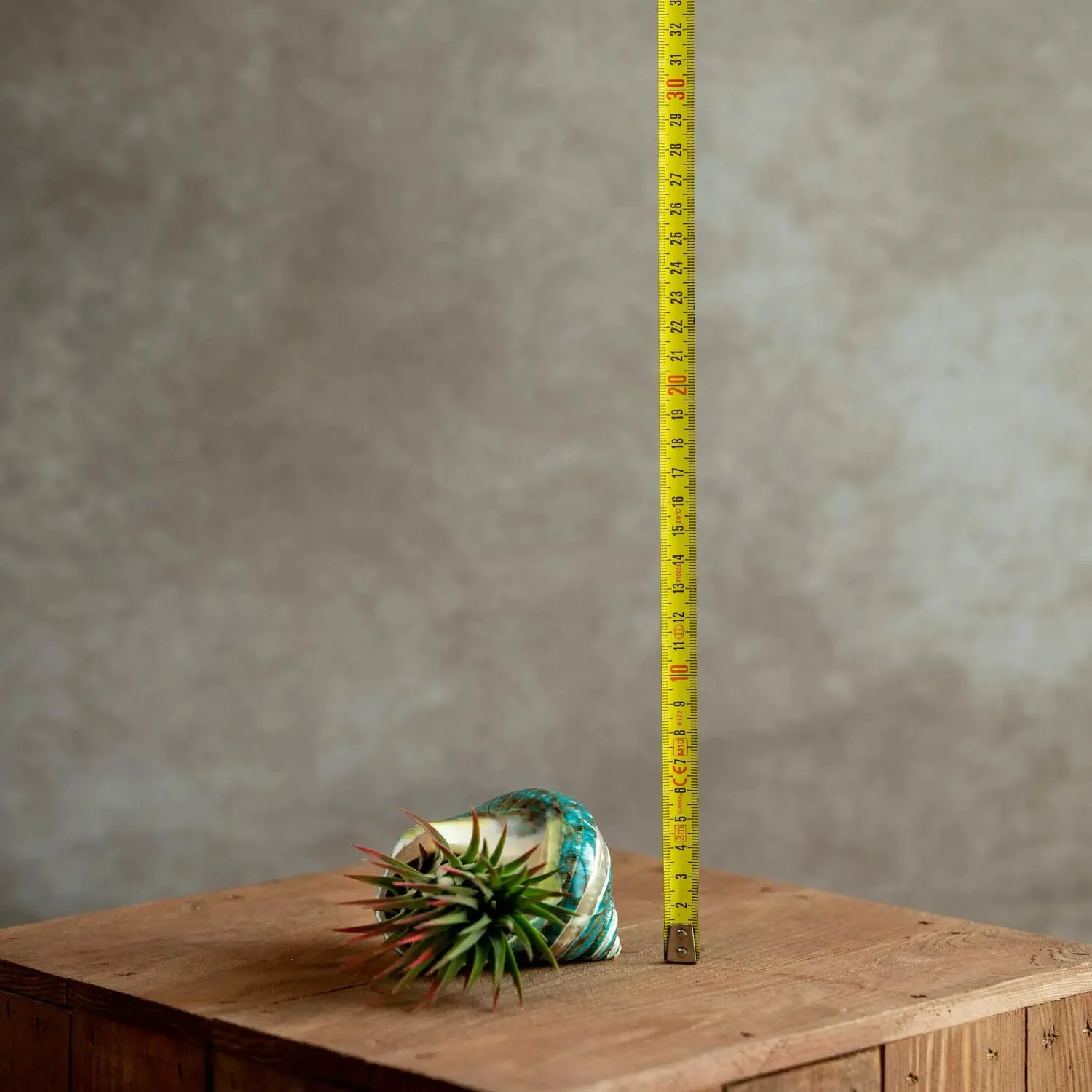 Airplantshop Coquillage vert plante aérienne Ionantha XL