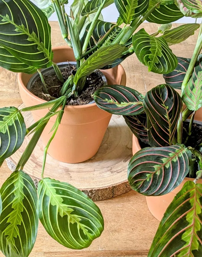 Réconciliation Végétale Maranta lot 2 plantes vertes D12 mi-ombre
