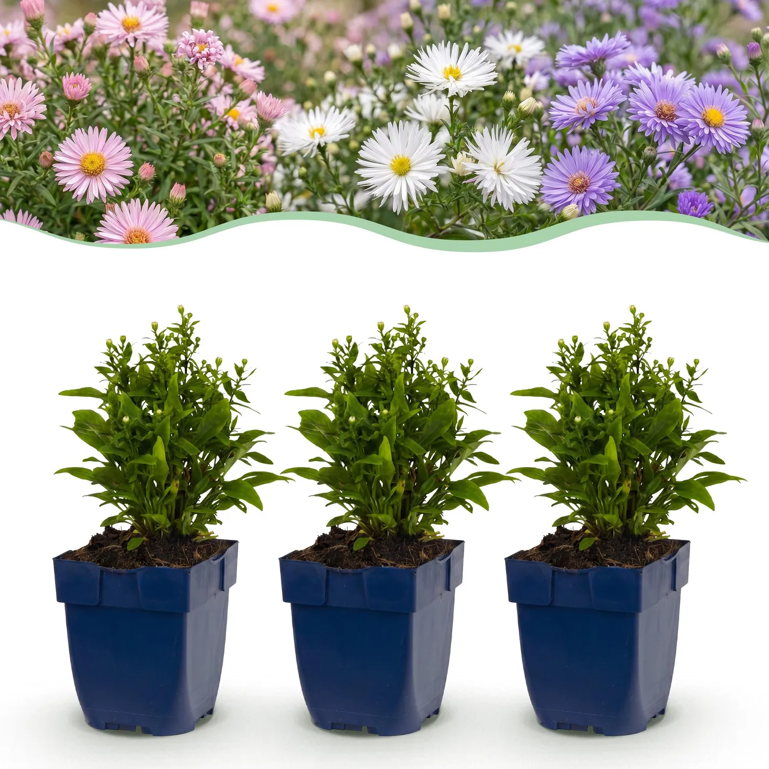 Plant and Stories Aster Méditerranée vivace pot 11 cm soleil