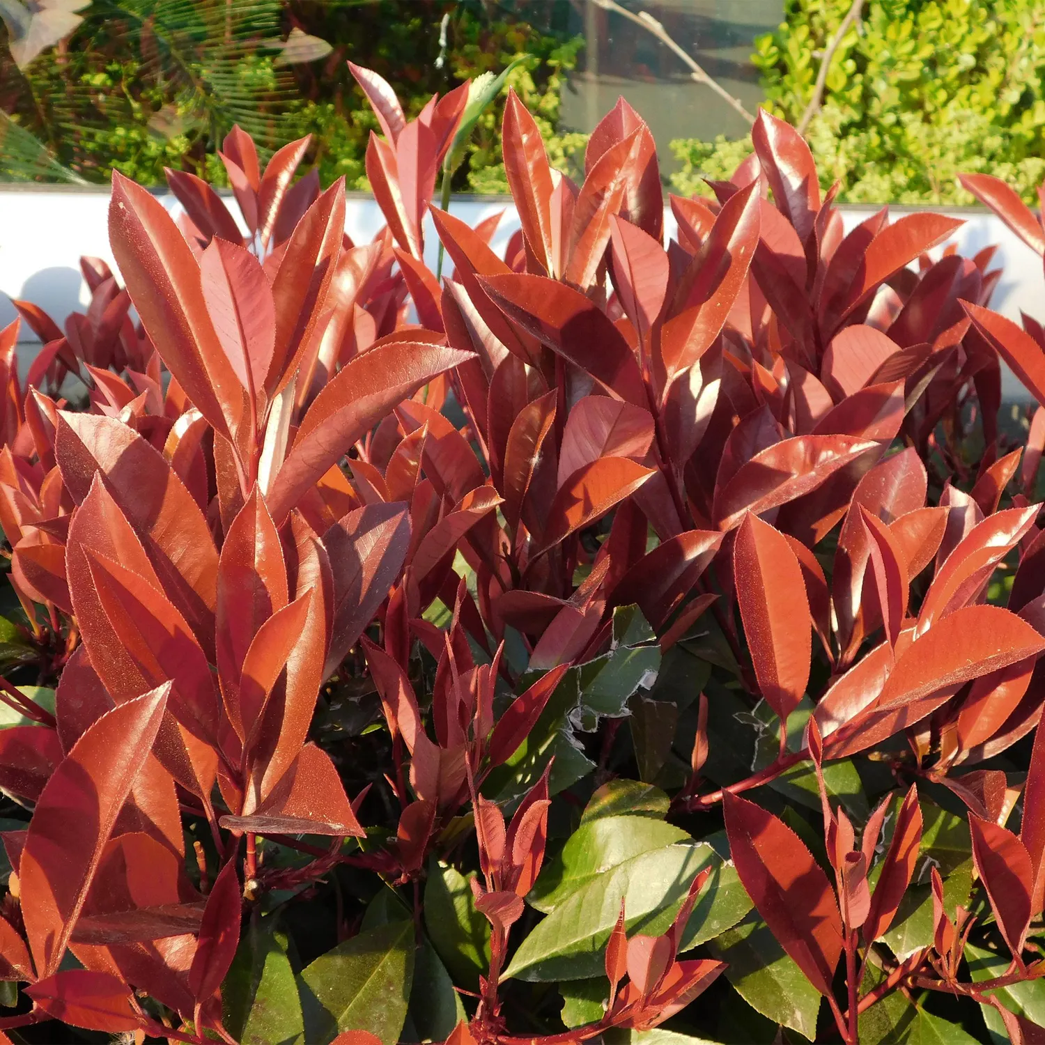 Plant and Stories Photinia Little Red Robin haie pot 19 cm rouge