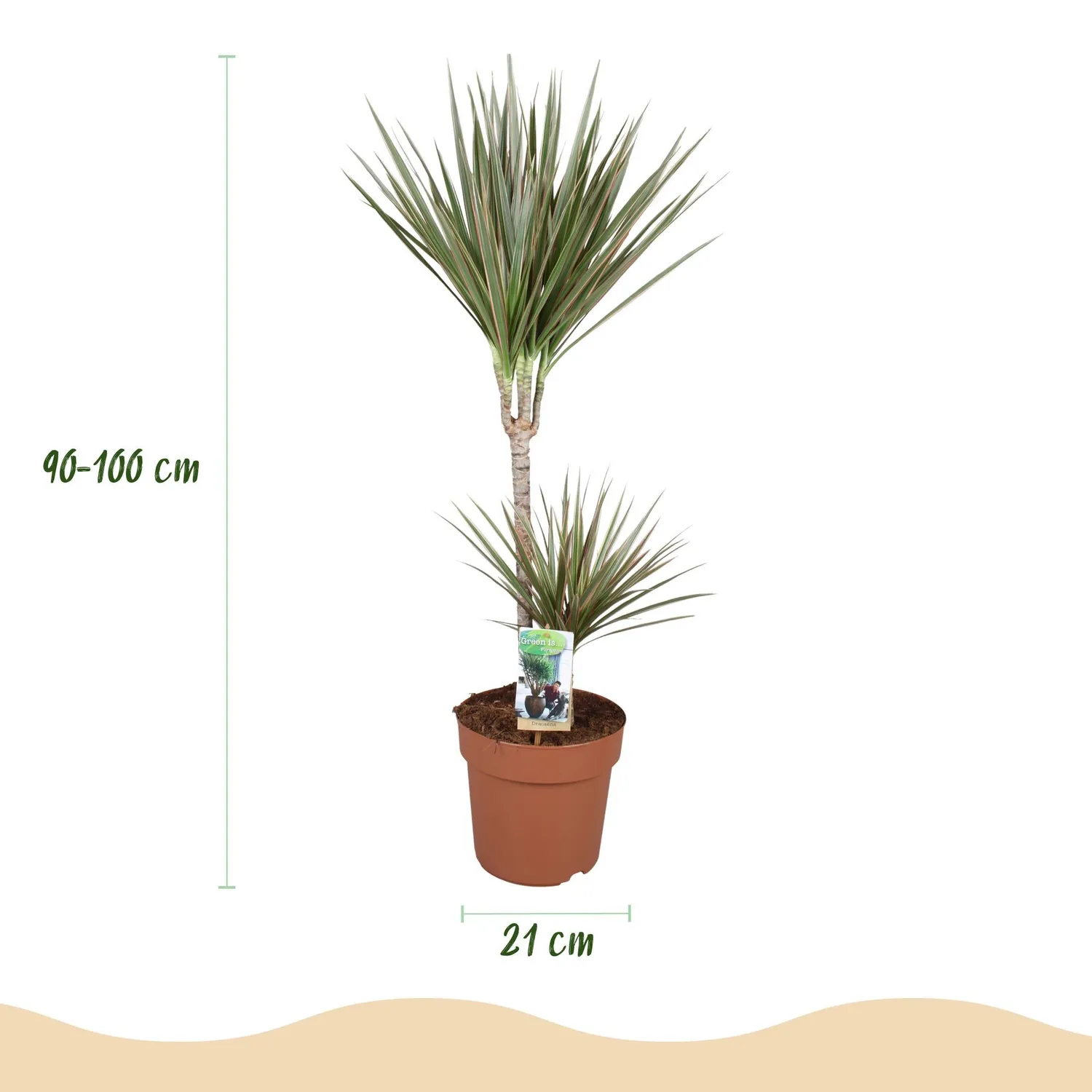 Plant and Stories Dracaena Marginata Bicolor dragonnier 21cm bordeaux