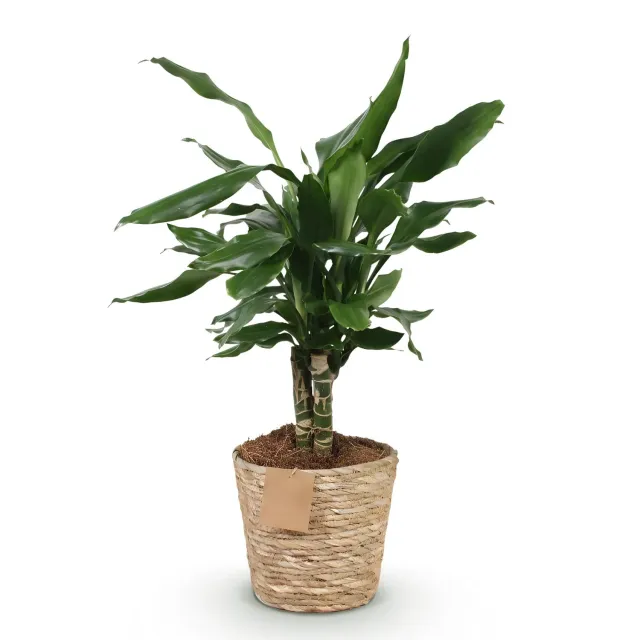 Plant and Stories Dracaena fragrans Steudneri plante verte pot 17 cm