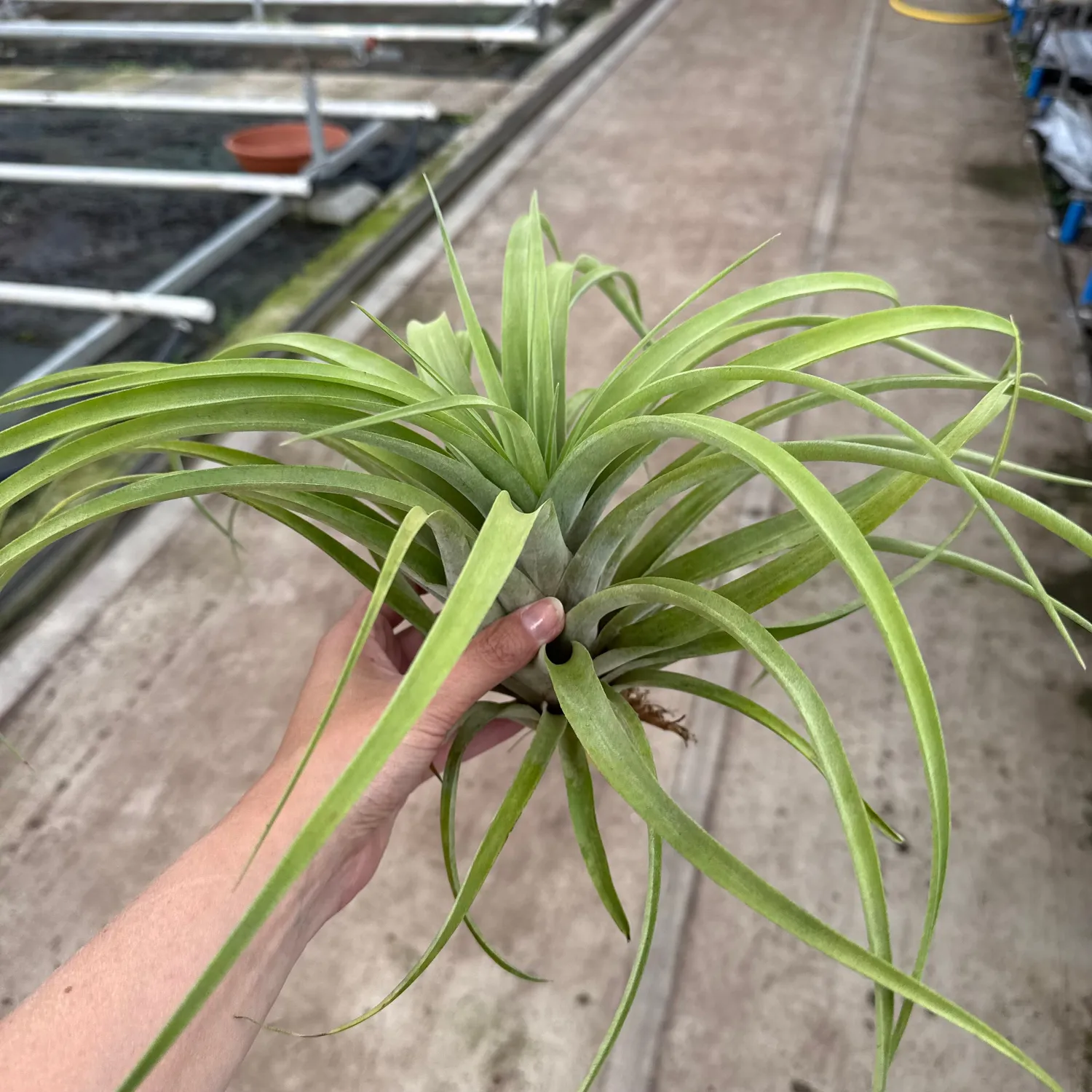Airplantshop Tillandsia Capitata XXL plante aerienne 20 cm