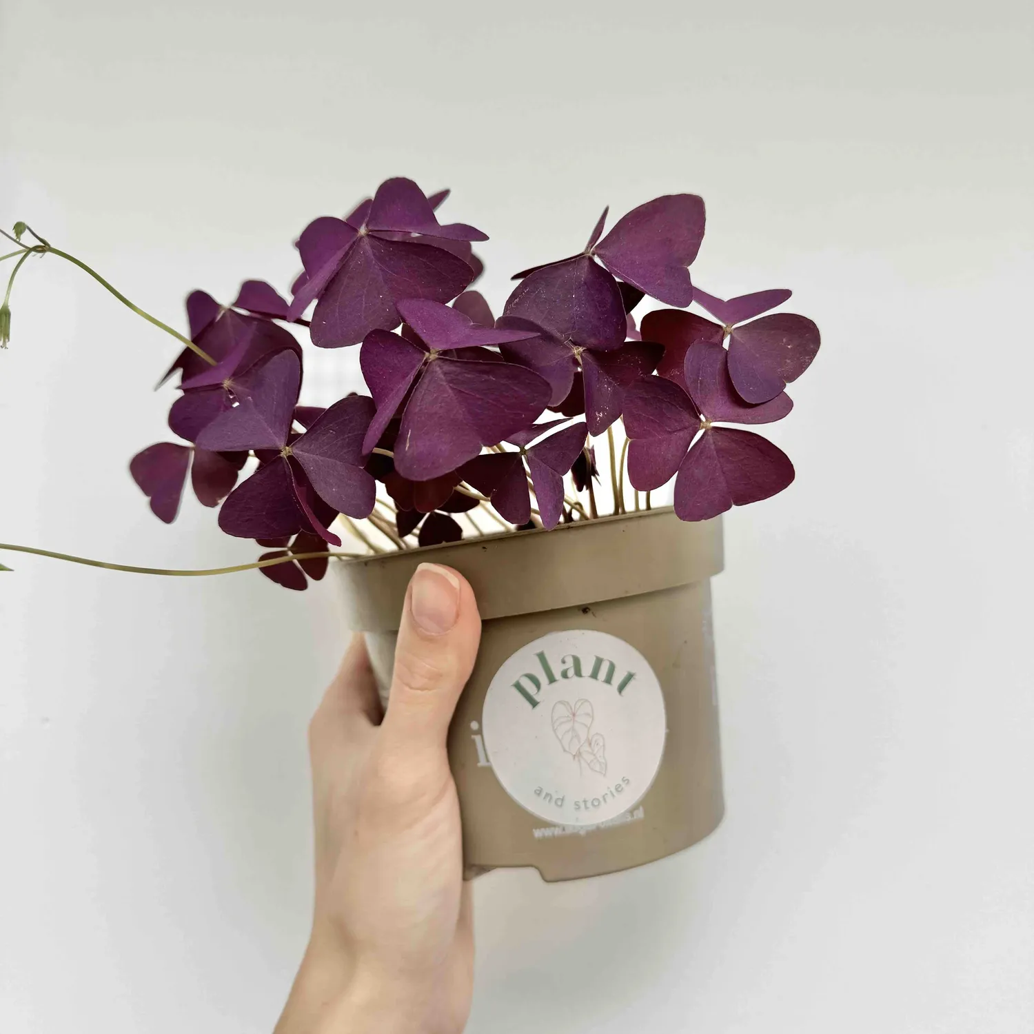 Plant and Stories Oxalis Triangularis plante pot 12 cm pourpre
